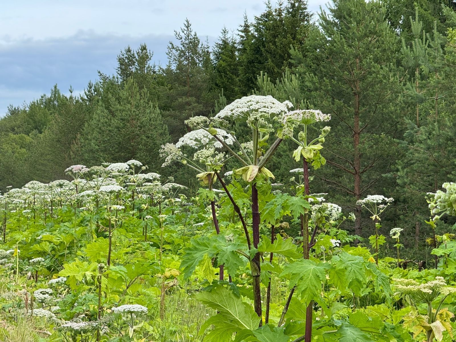 Елены Колоколовой.