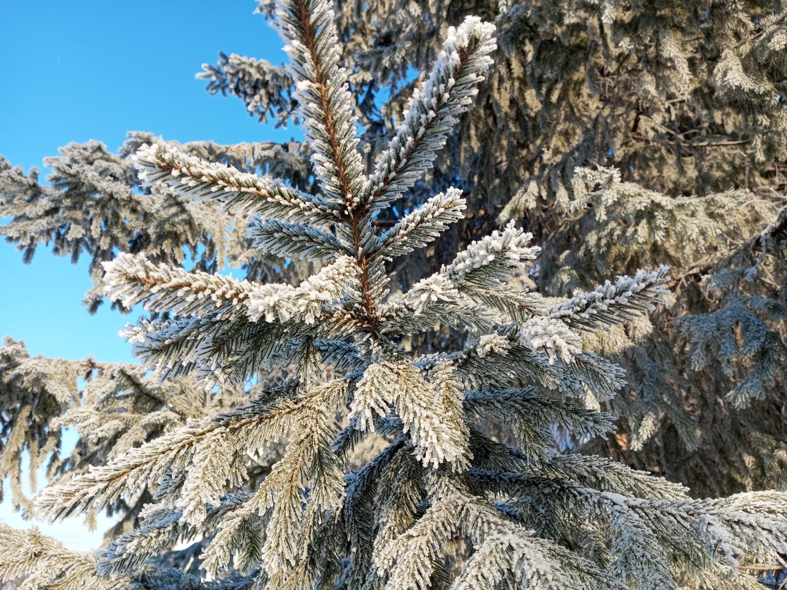 Евгении Сюткиной.