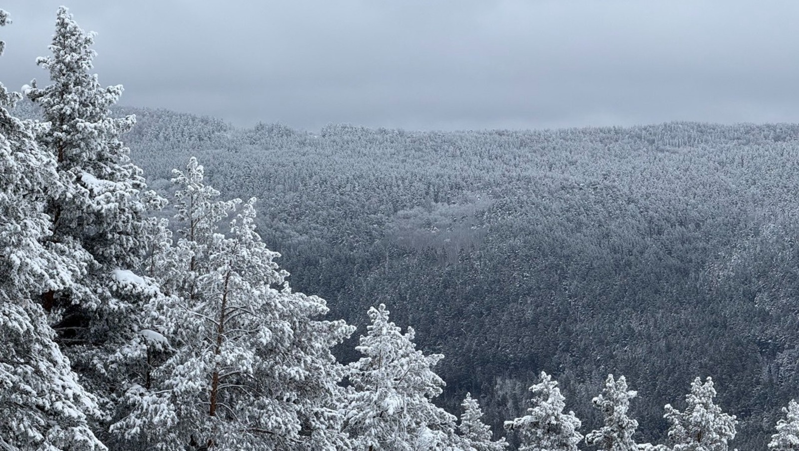 Елены Колоколовой.