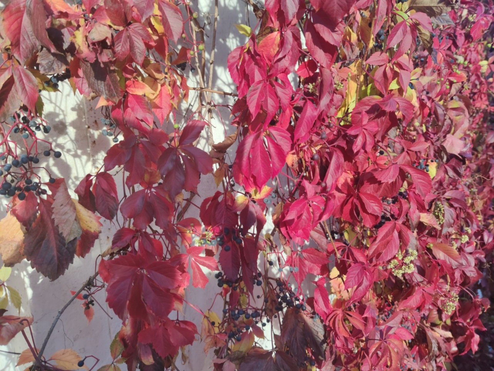 Дарьи Святохиной. "Общественная электронная газета".