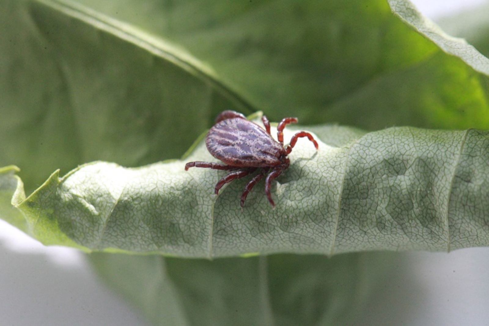 Фото Олега Яровикова.