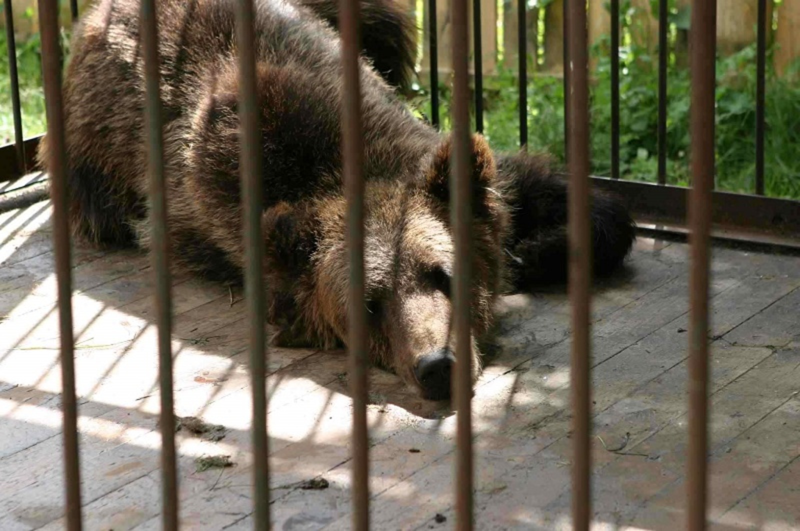 Фото Олега Яровикова (архив).