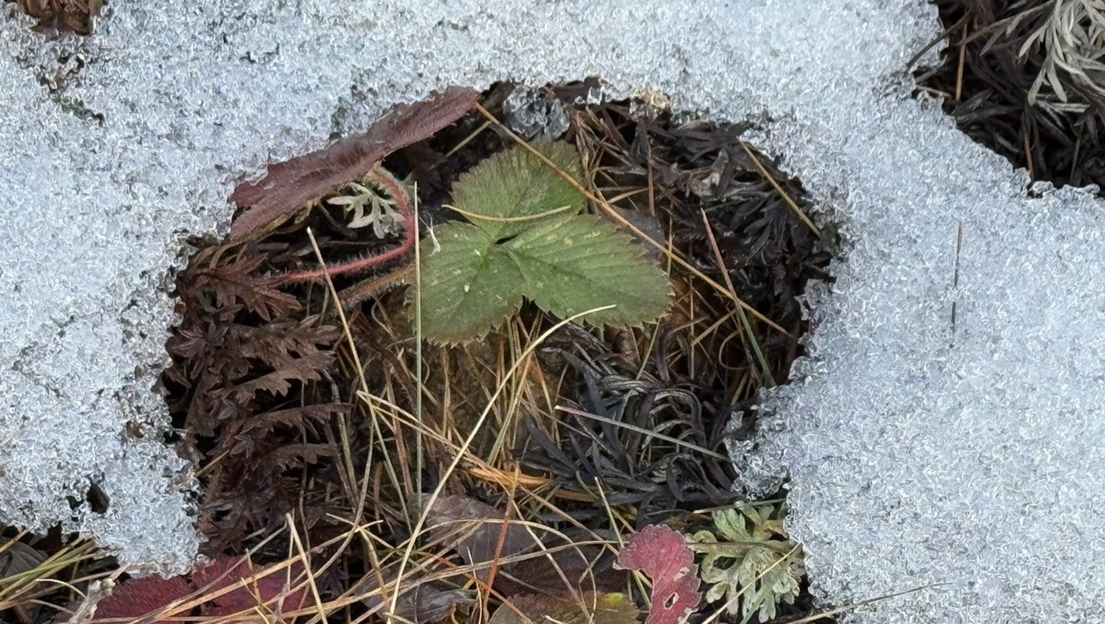 Елены Колоколовой.