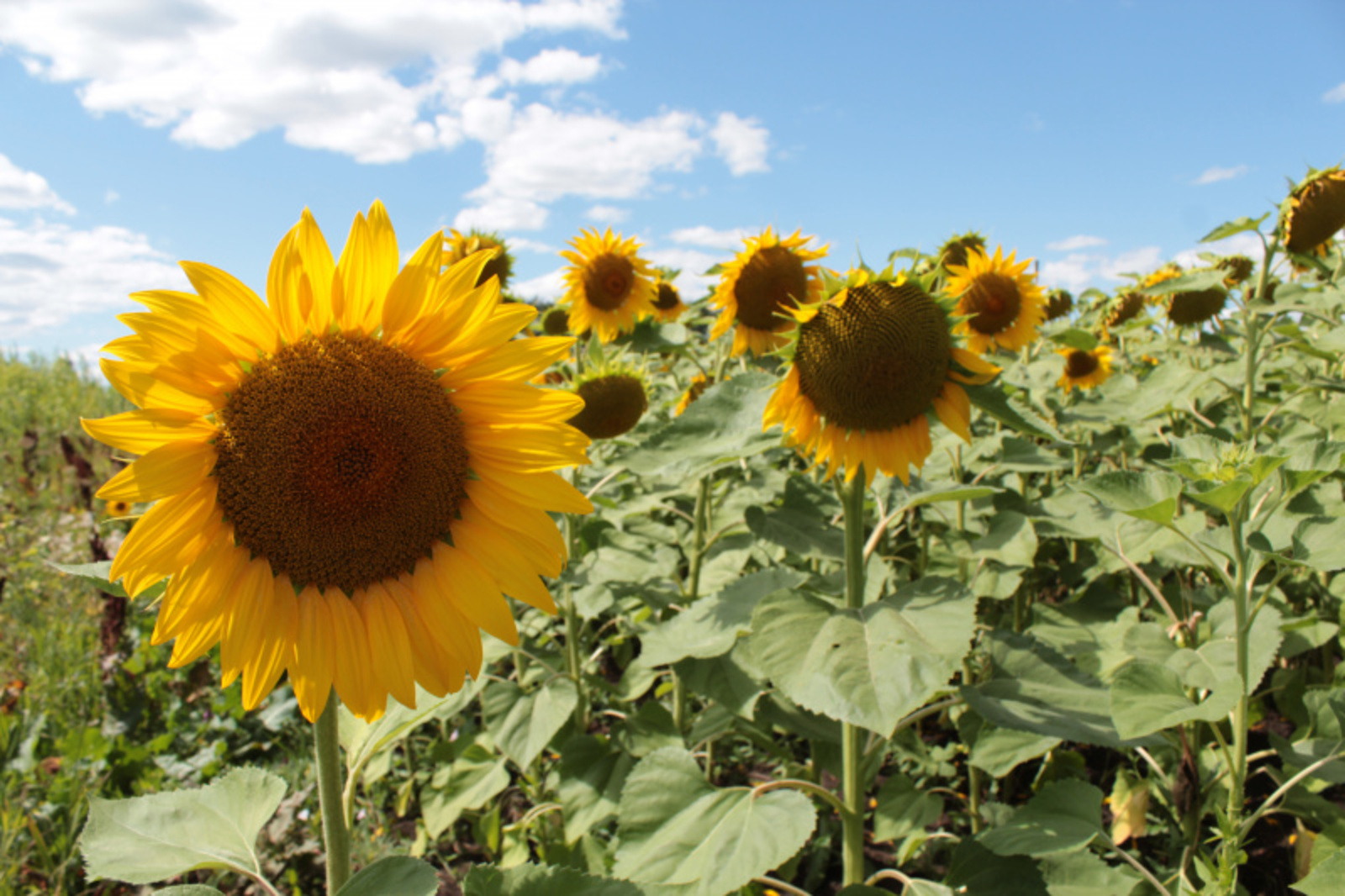 Фото автора.