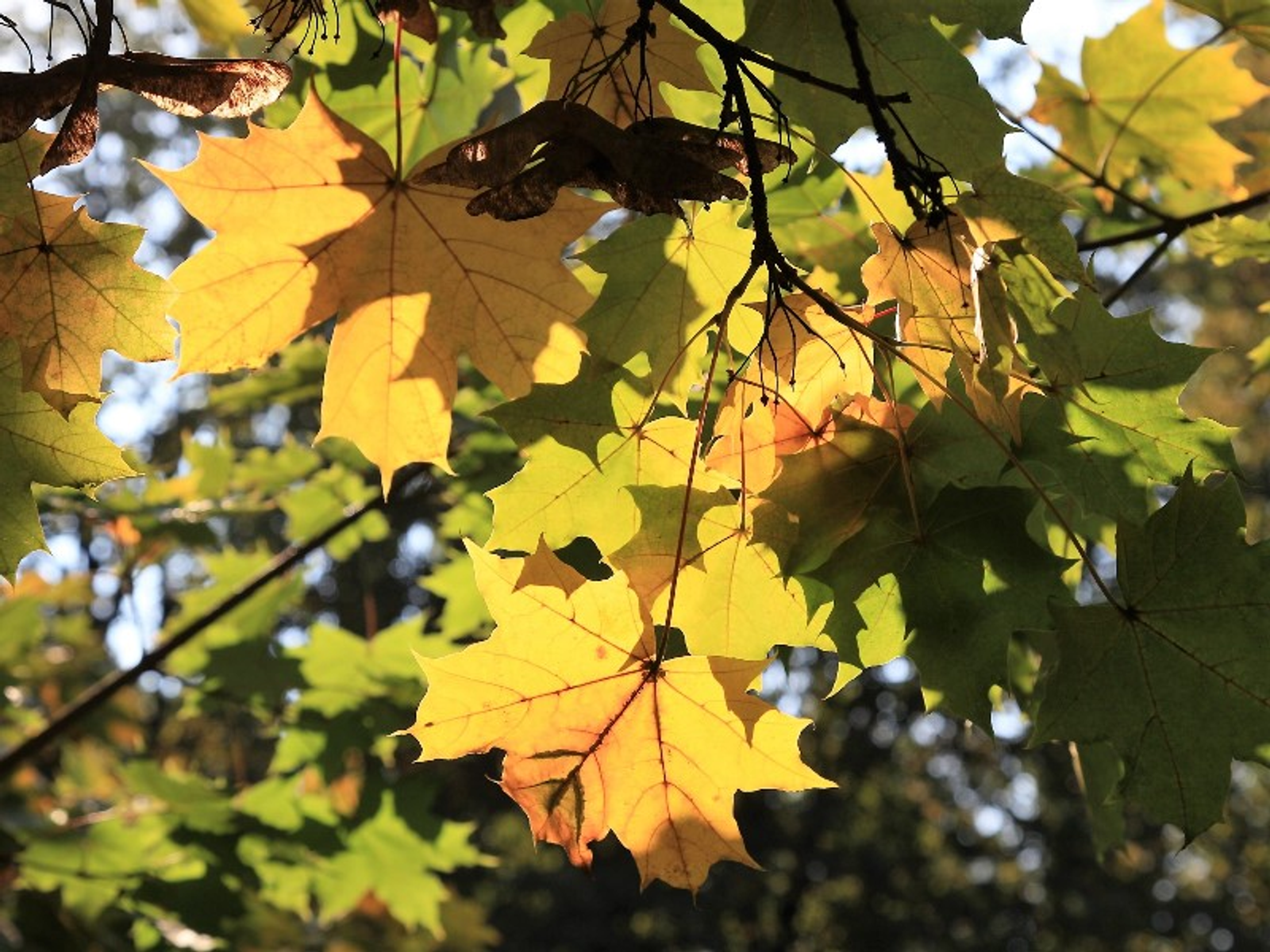 Фото Олега Яровикова.