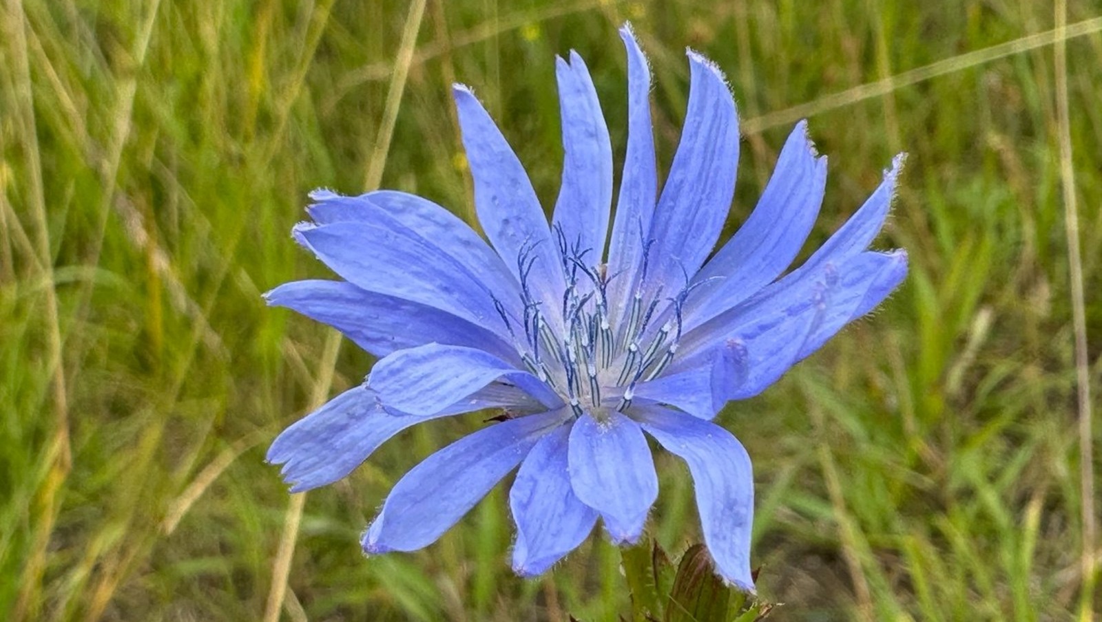 Елены Колоколовой.