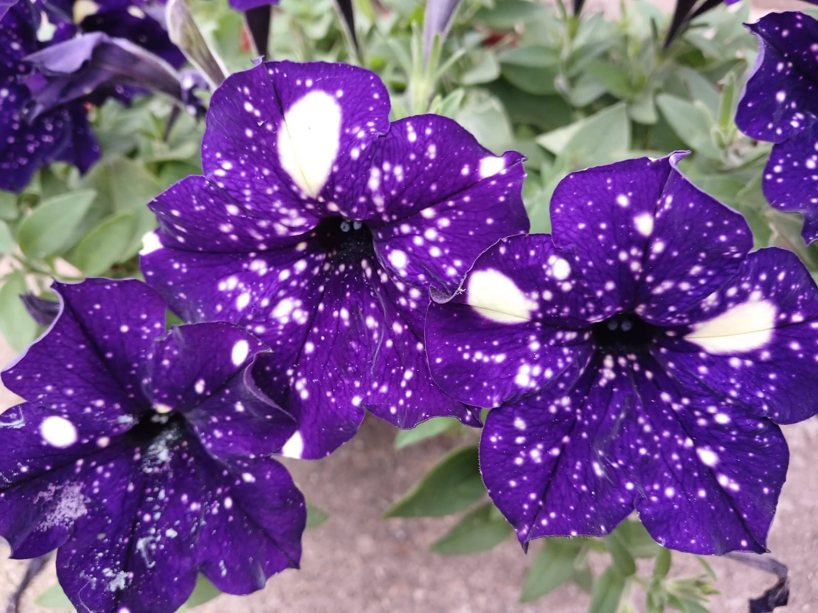 Васили Саитовой.