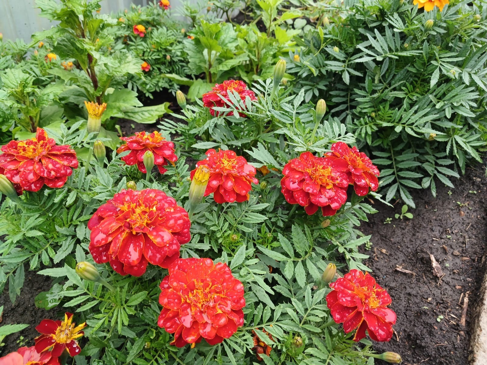 Васили Саитовой.