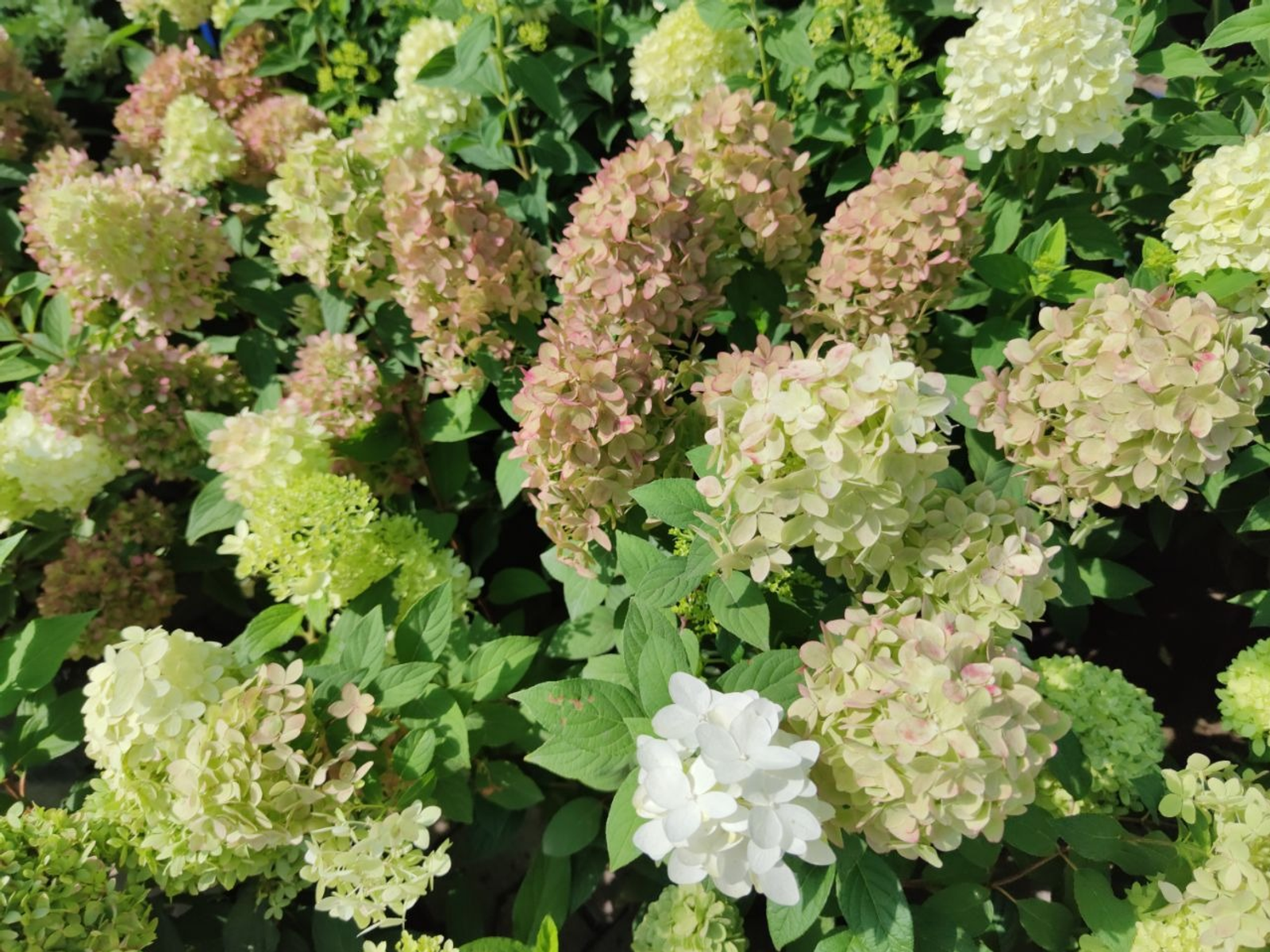 Дарьи Святохиной.