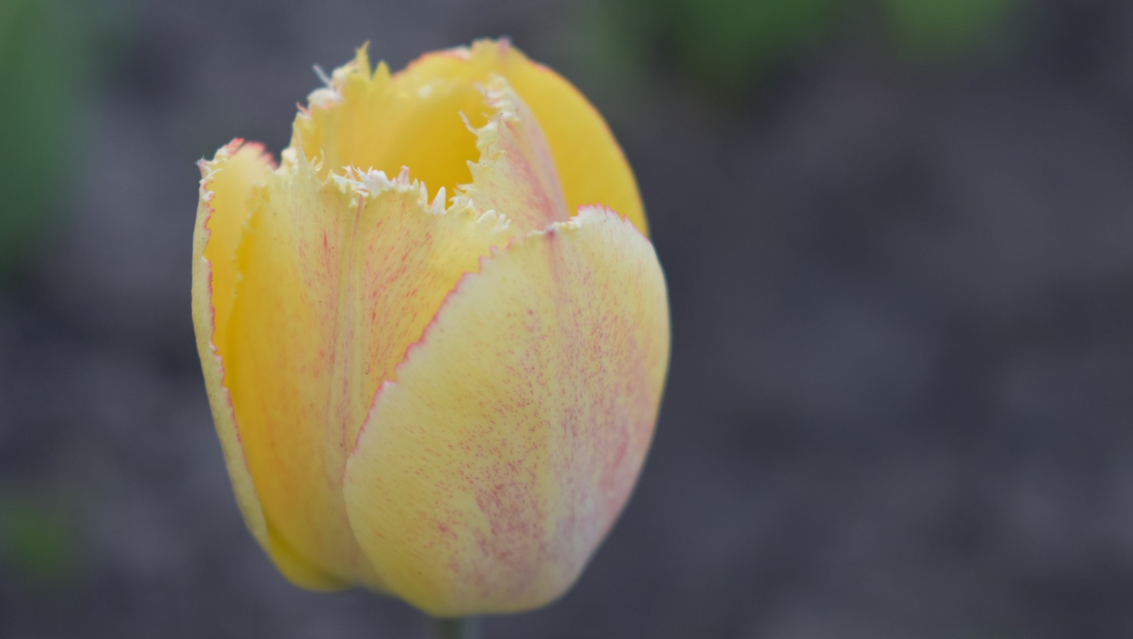 Елены Колоколовой.  «Общественная электронная газета».