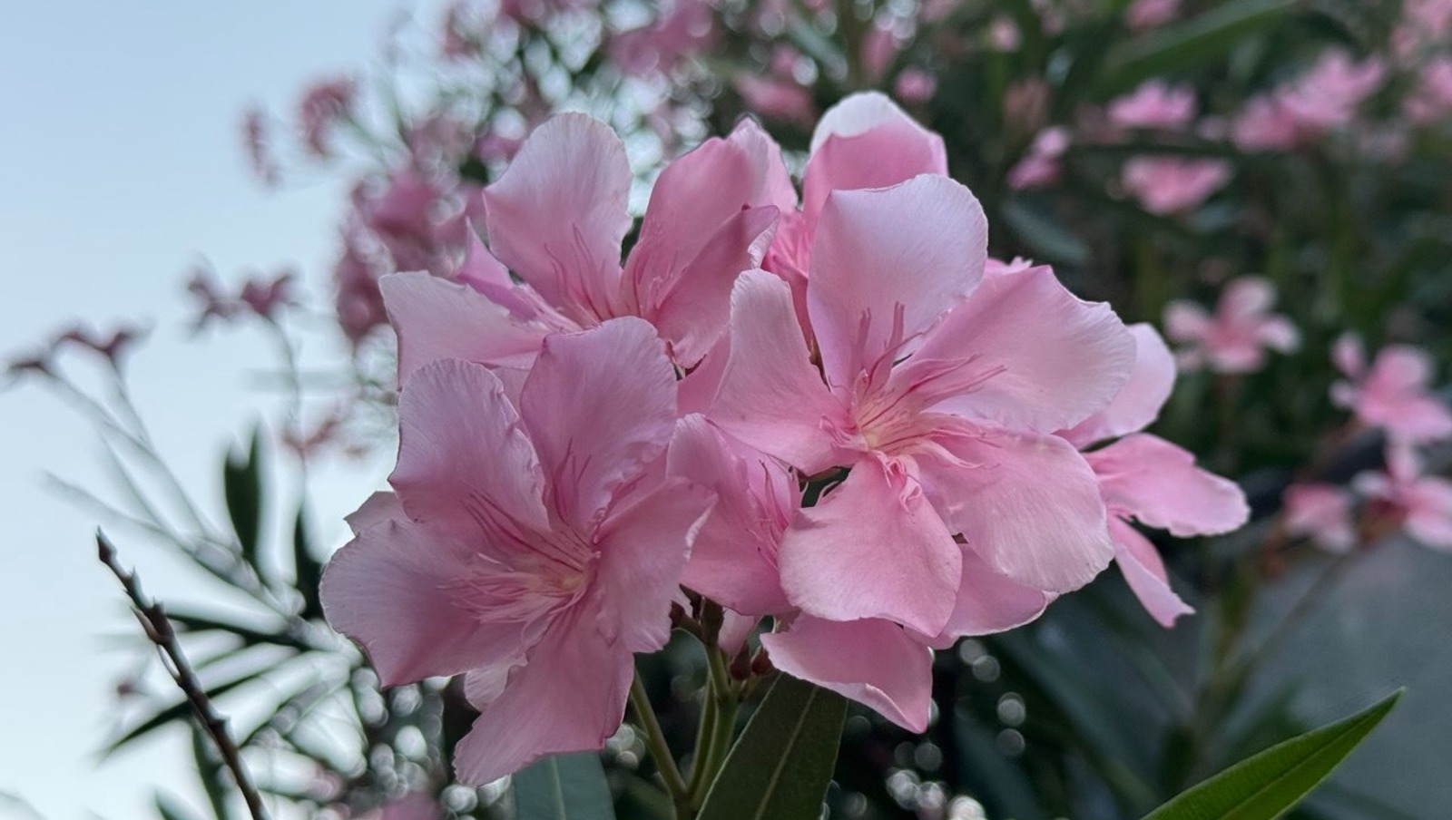 Елены Колоколовой.