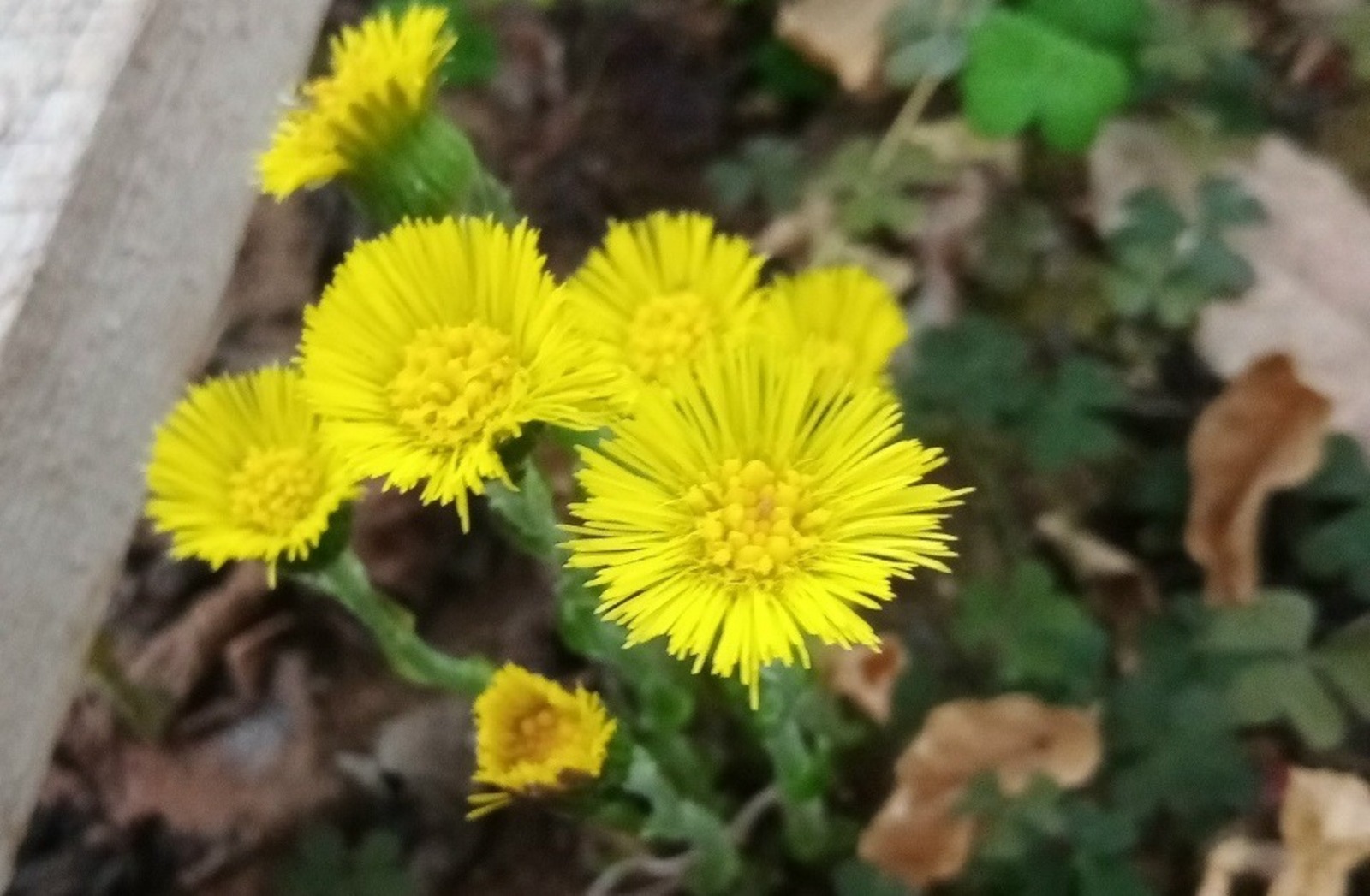 пресс-служба. Южно-Уральский ботанический сад-институт.