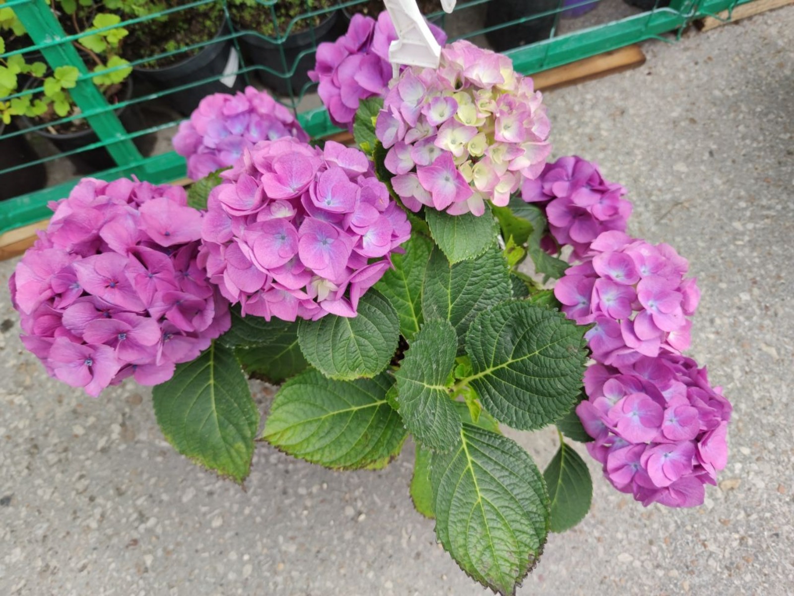 Дарьи Святохиной.