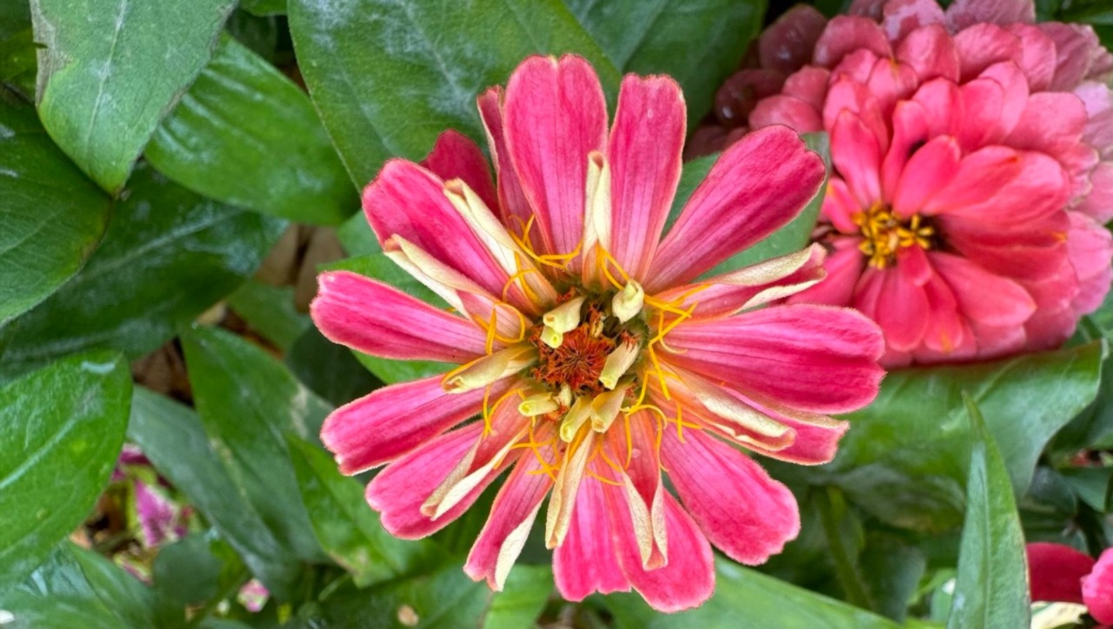 Елены Колоколовой.