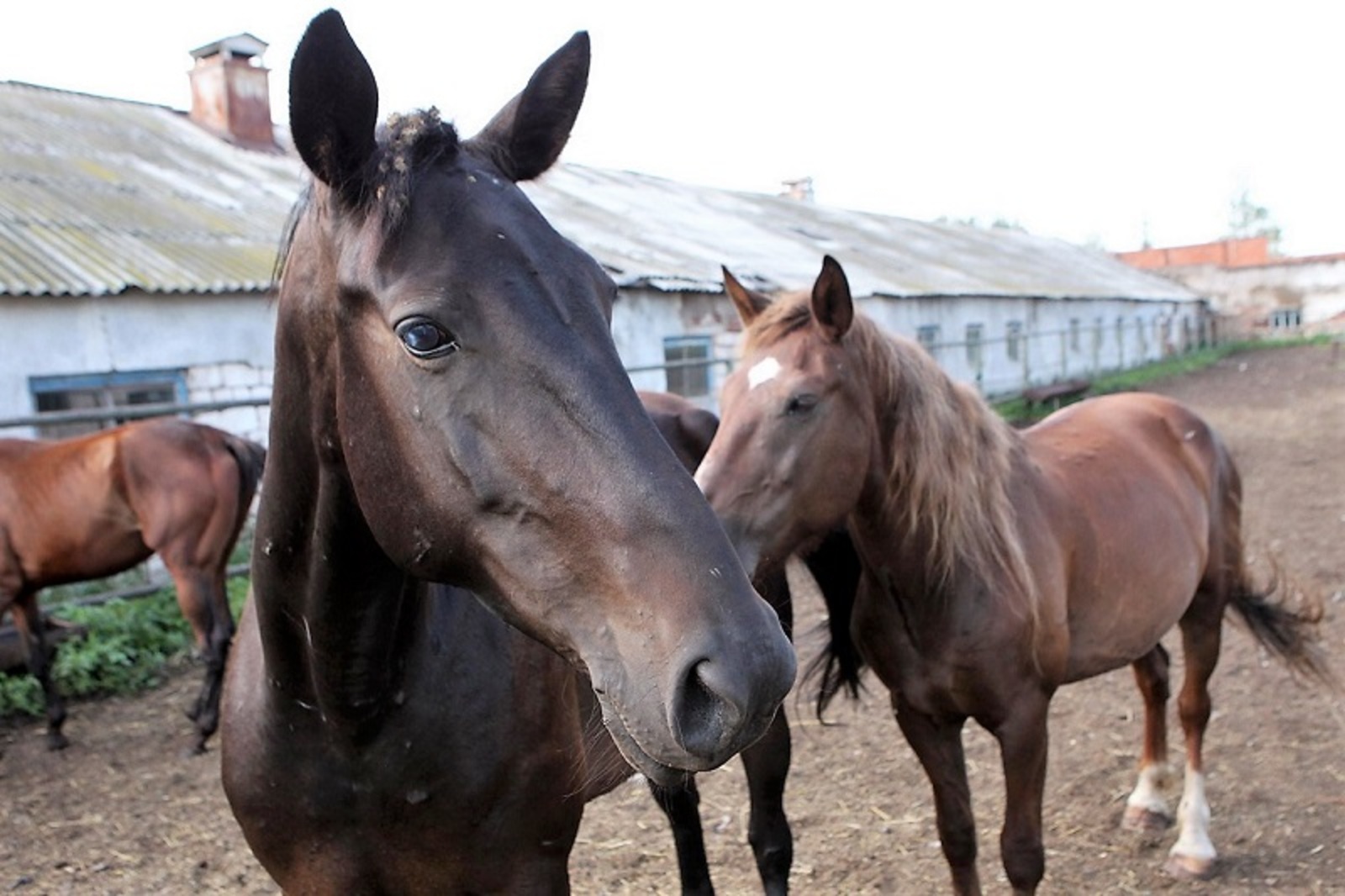 Фото Олега Яровикова.