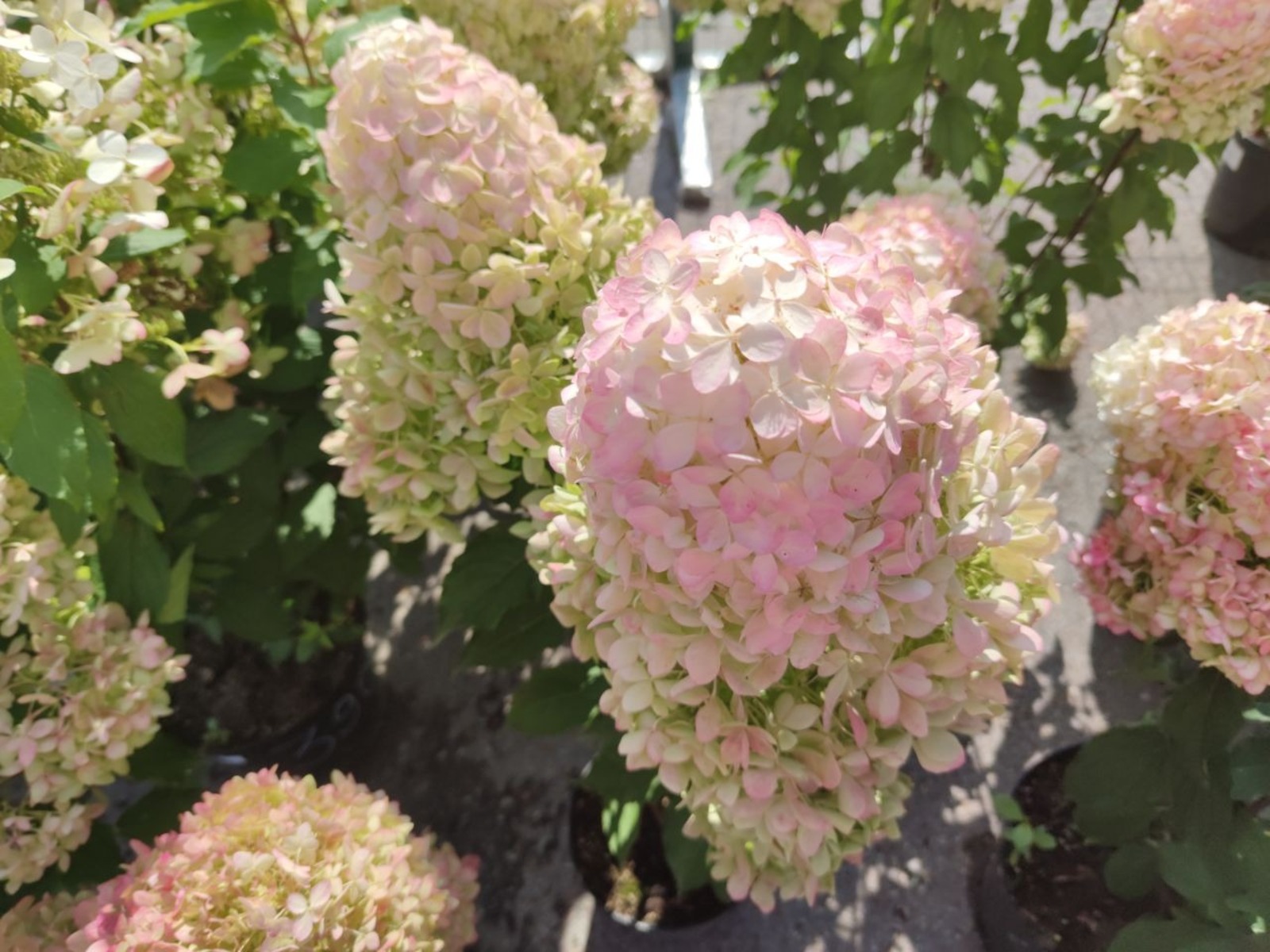 Дарьи Святохиной.