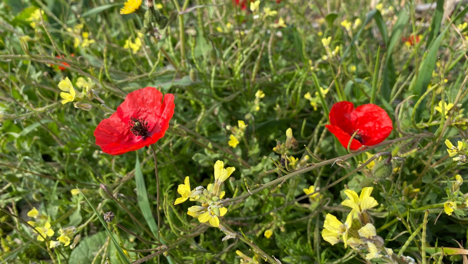 Елены Колоколовой.
