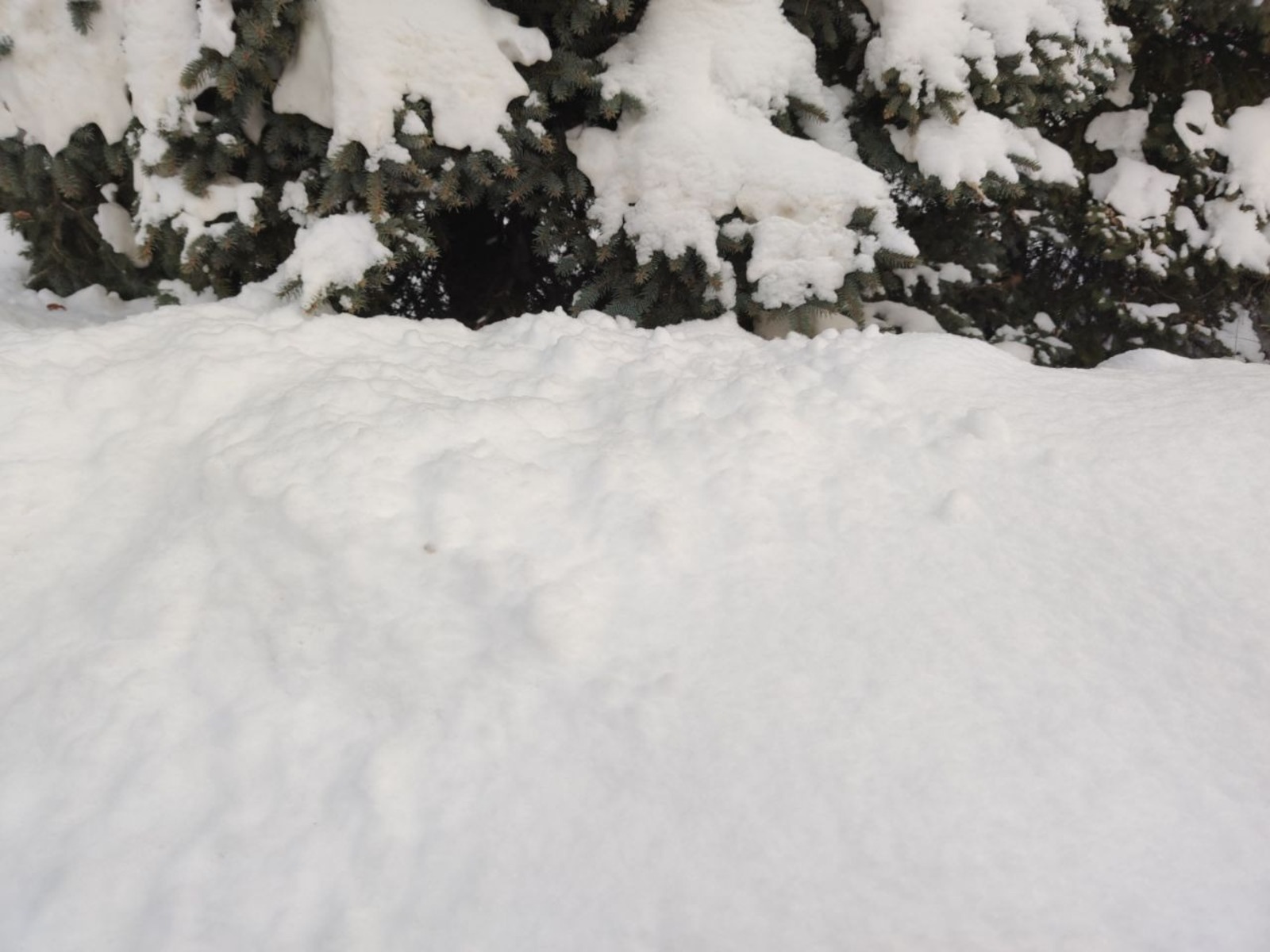 Дарьи Святохиной. «Общественная электронная газета».