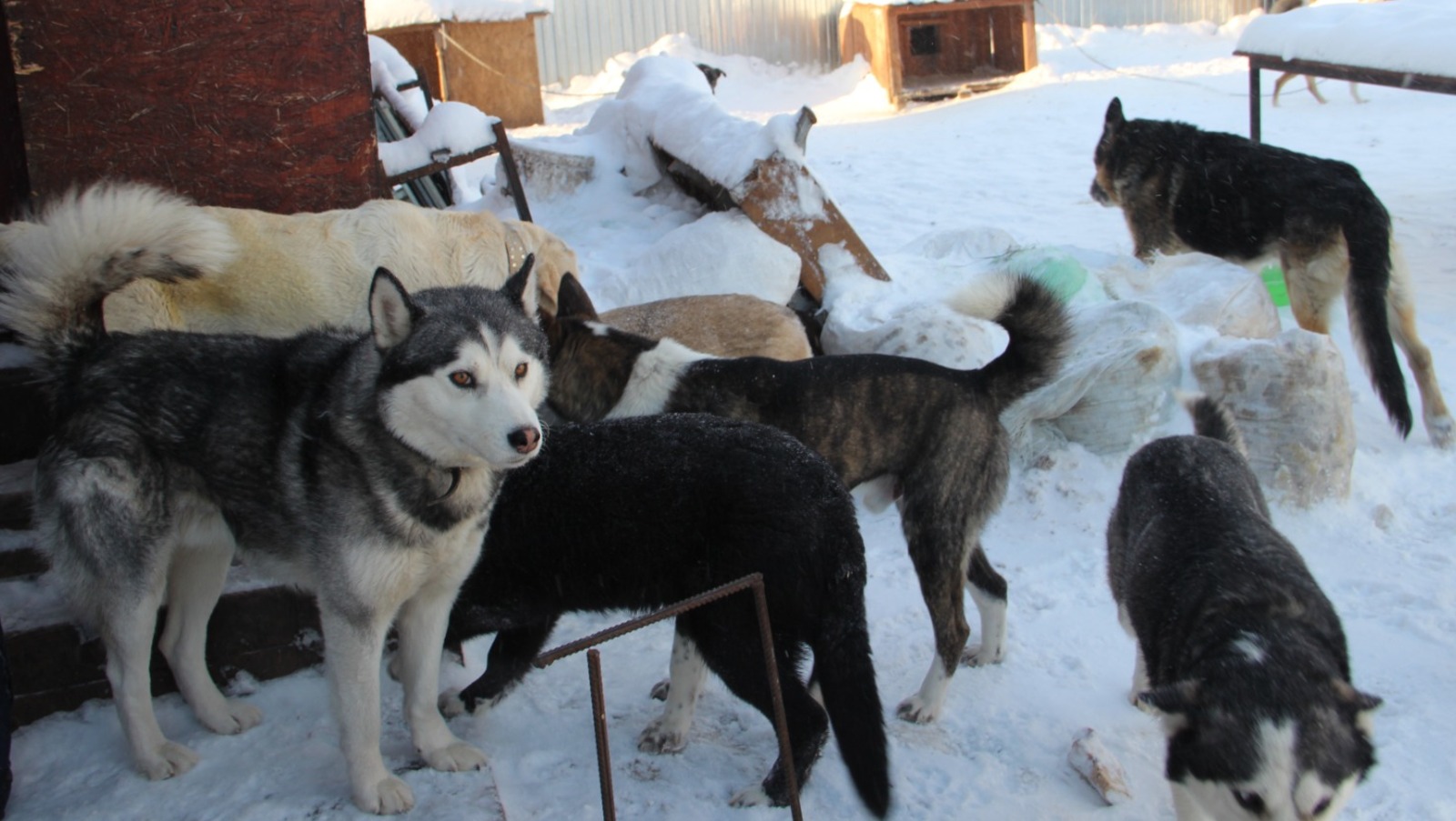 Елены Колоколовой. «Общественная электронная газета».