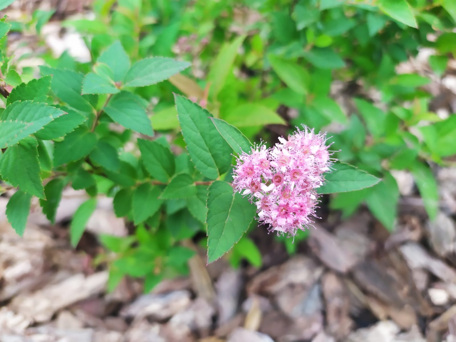Васили Саитовой.