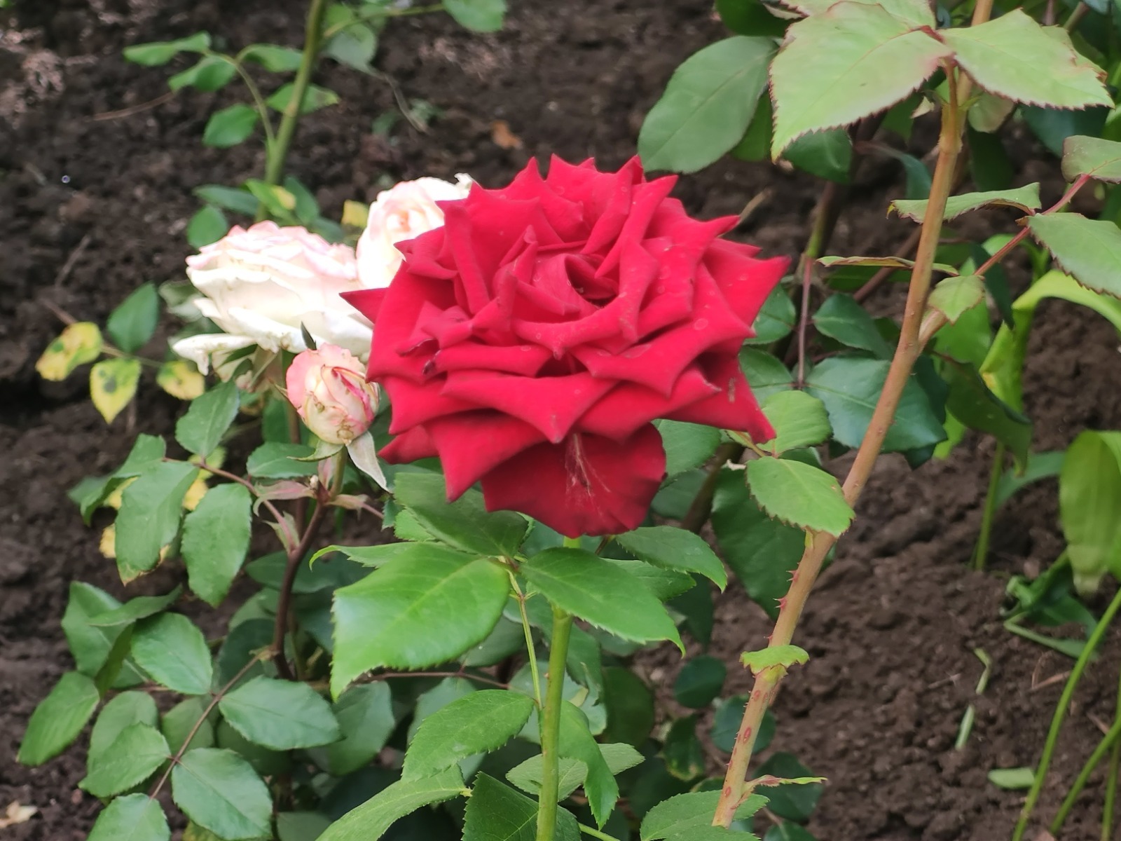 Дарьи Святохиной.