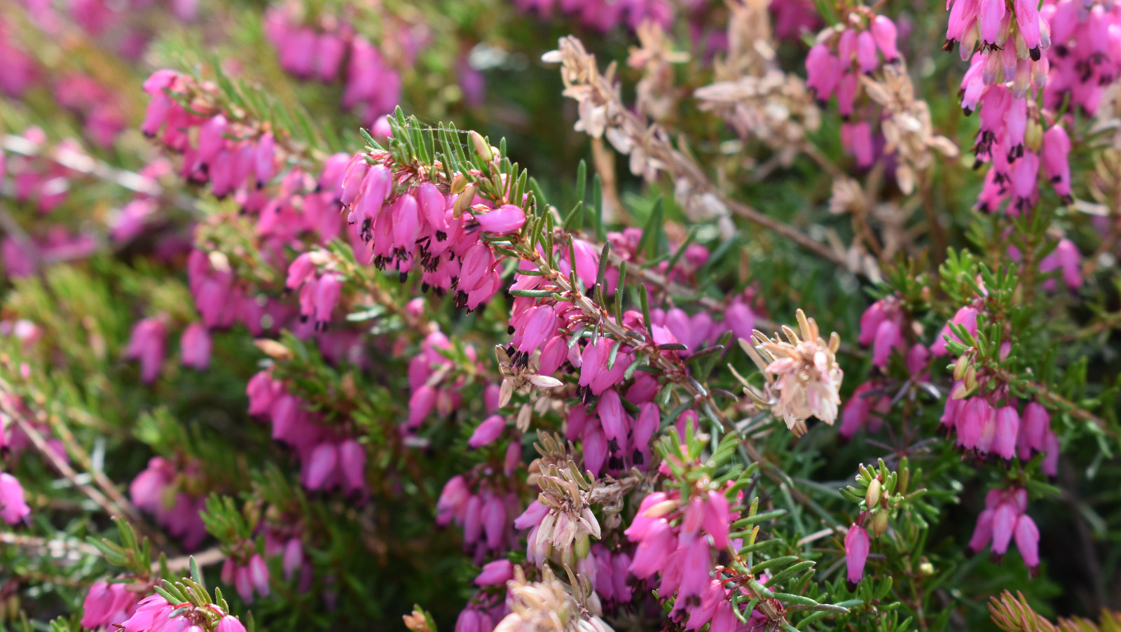 Елены Колоколовой.