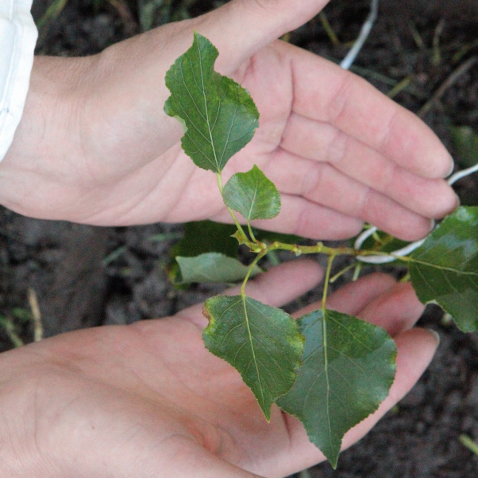 Фото Олега Яровикова.