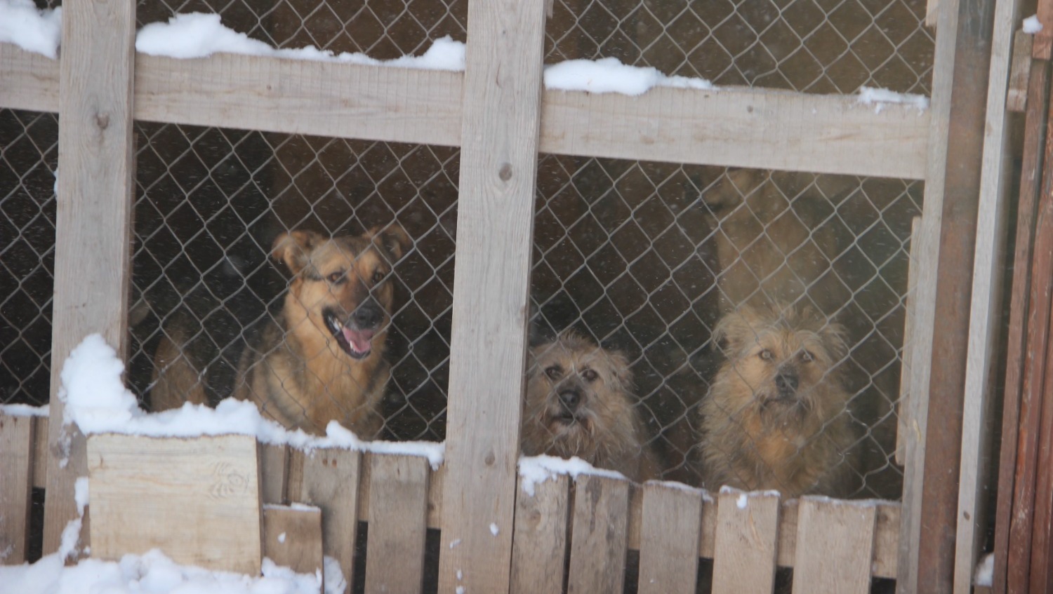 Елены Колоколовой.
