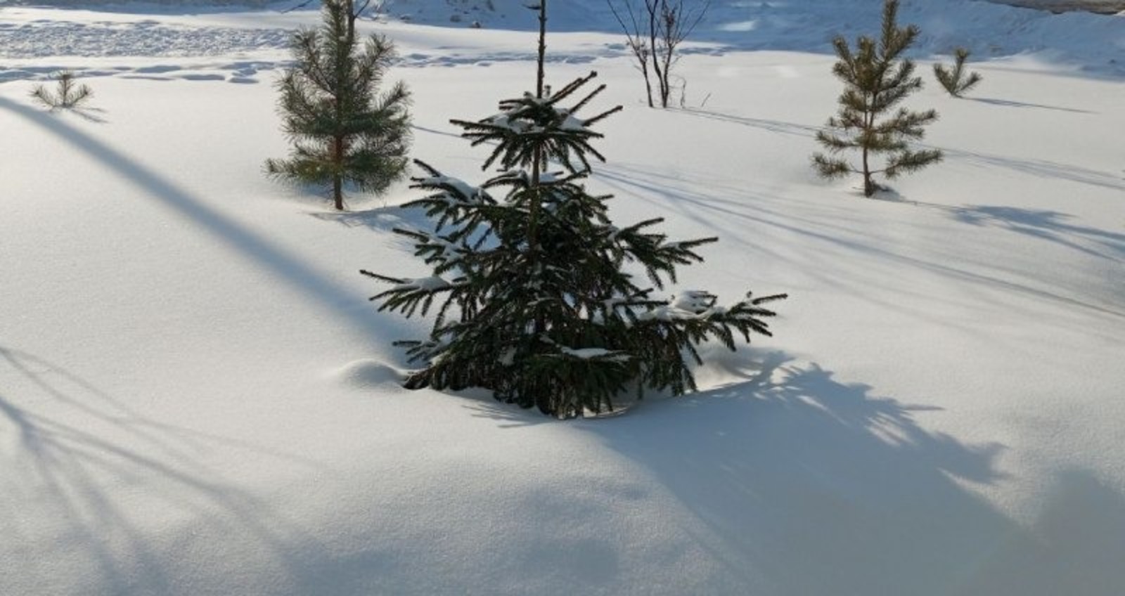 Евгении Сюткиной. «Общественная электронная газета».