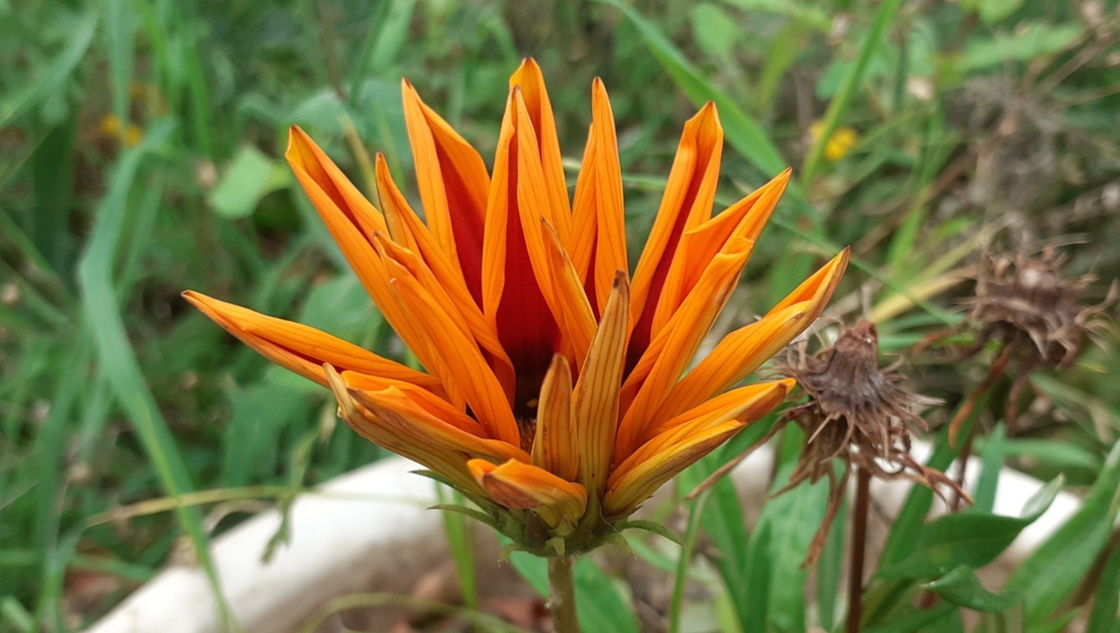 Владимира Шакиева. "Общественная электронная газета".