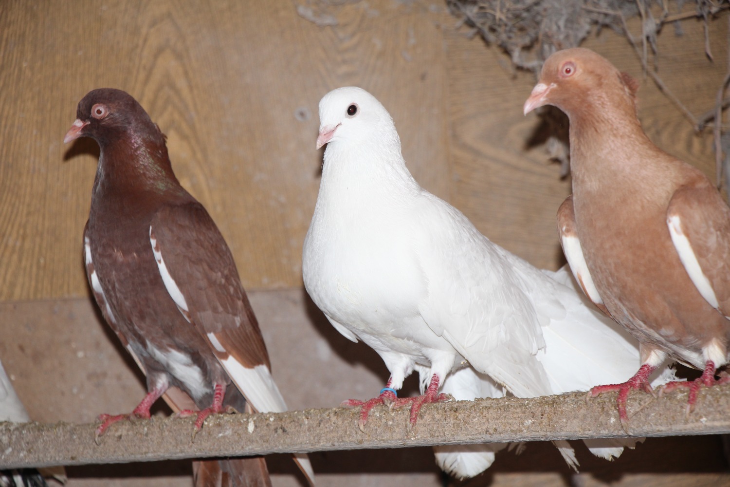 Евгении Сюткиной.