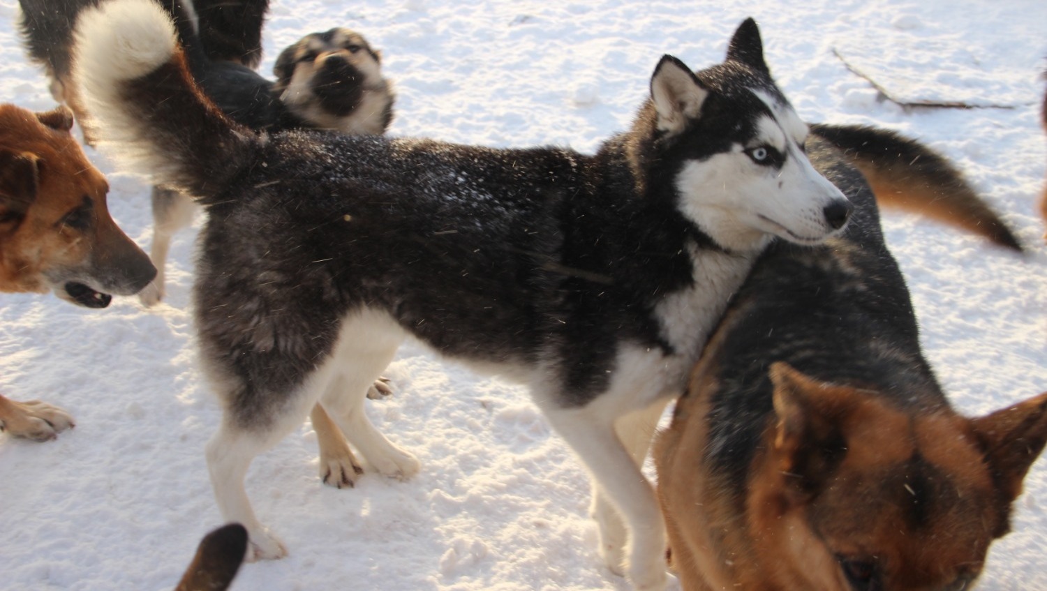 Елены Колоколовой.