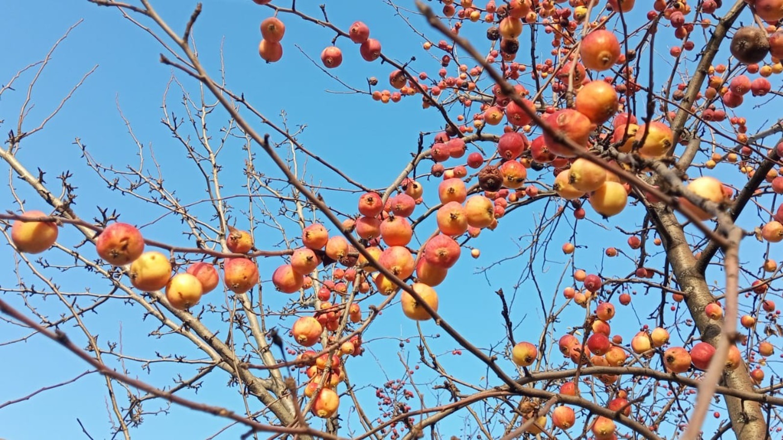 Евгении Сюткиной. "Общественная электронная газета".