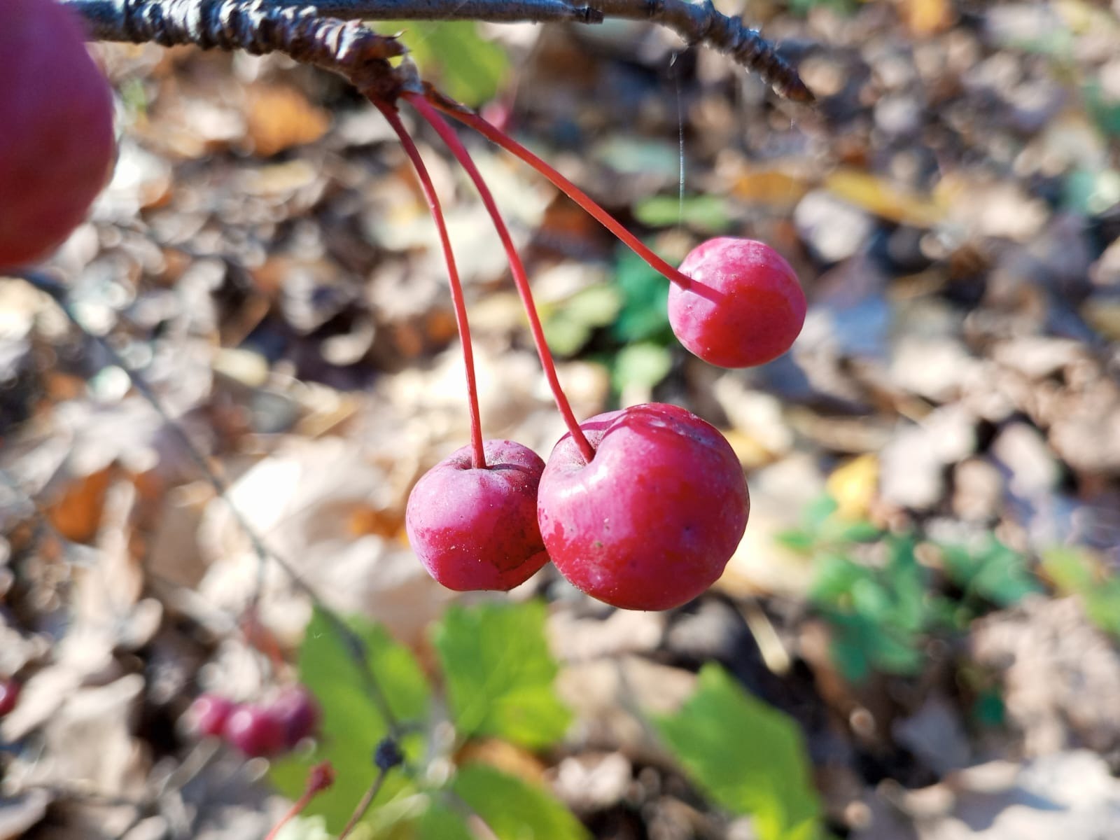 Евгении Сюткиной.