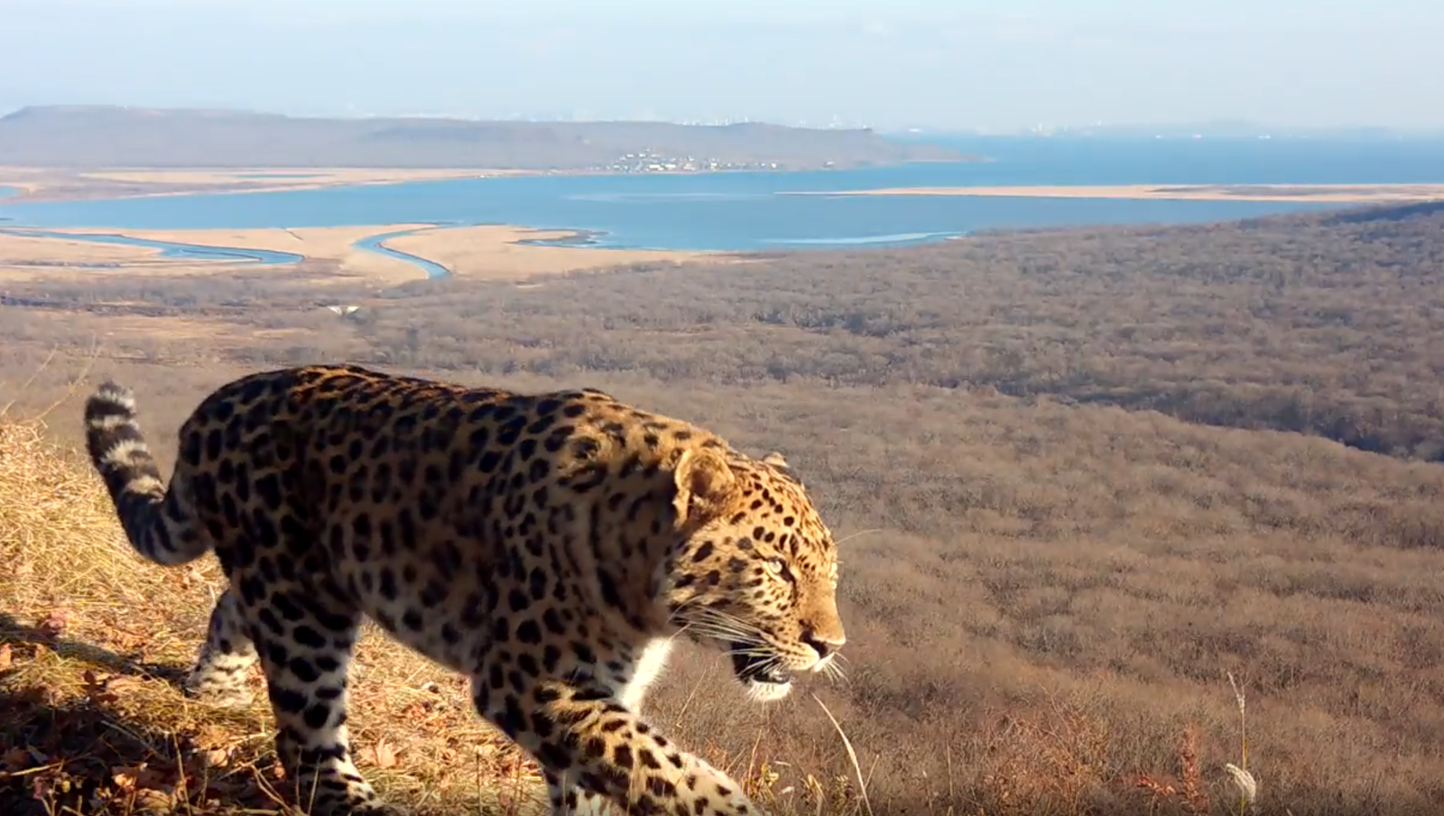 нацпарк «Земля леопарда» предоставлено пресс-службой нацпарка «Земля леопарда»