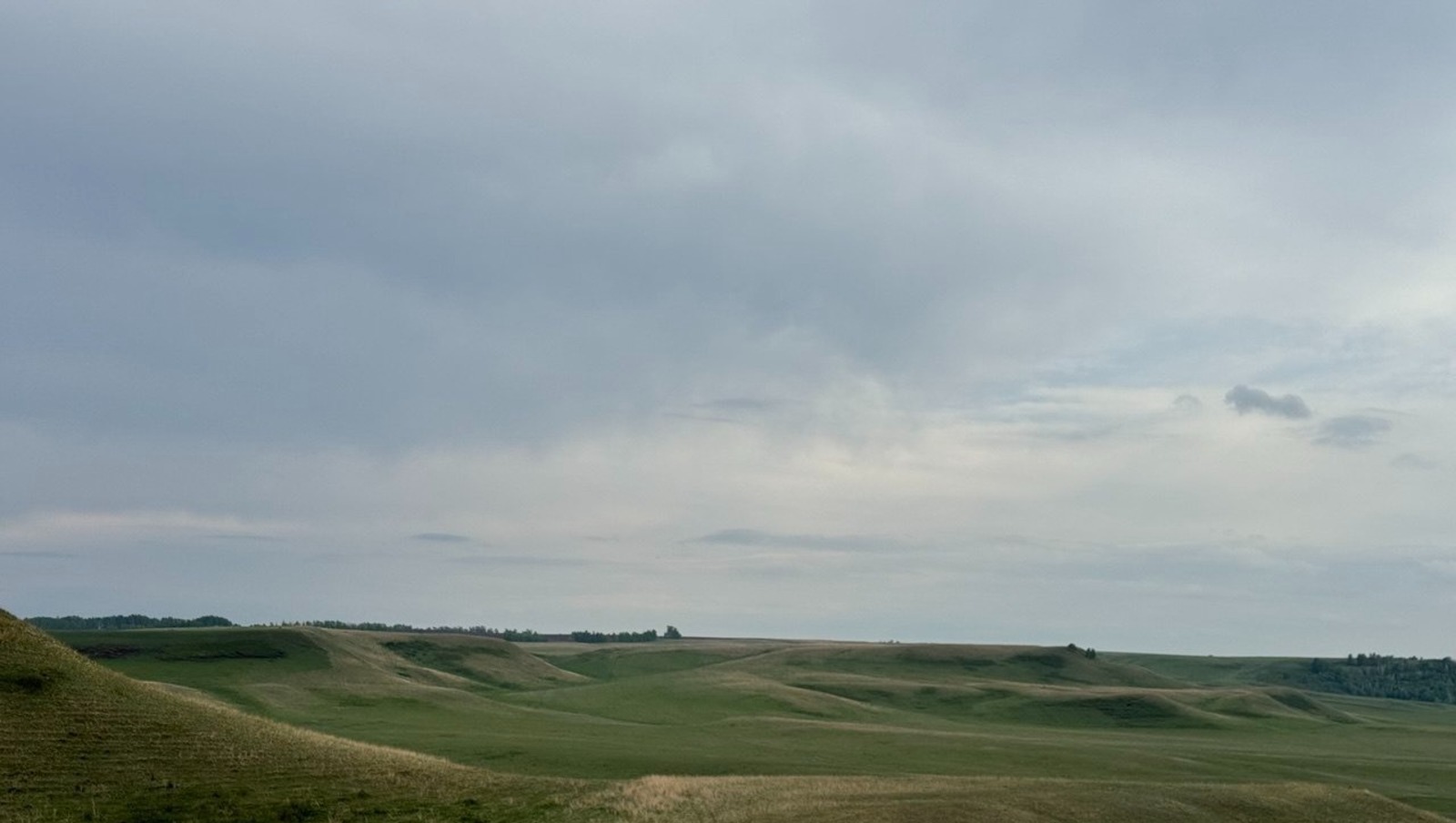 Елены Колоколовой.