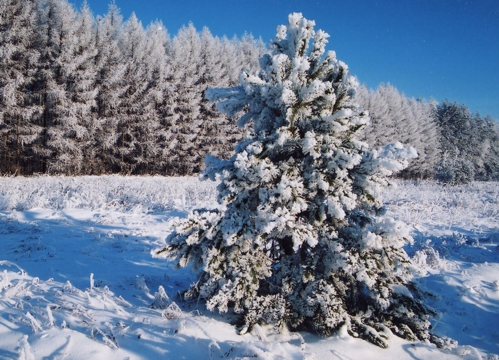 Фото Андрея Старостина.