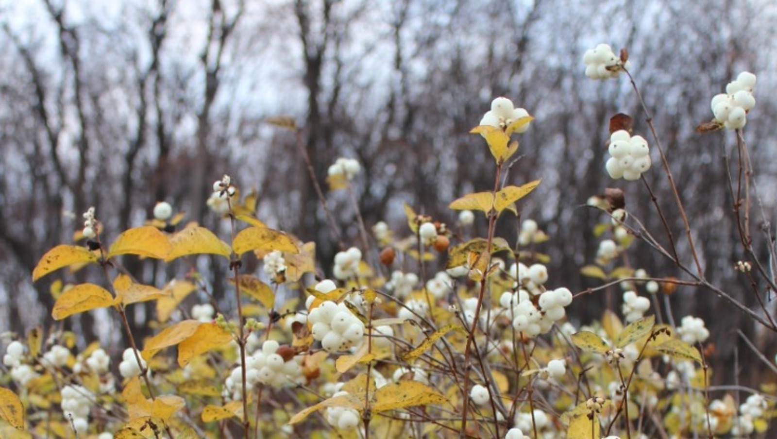 Дарьи Святохиной.