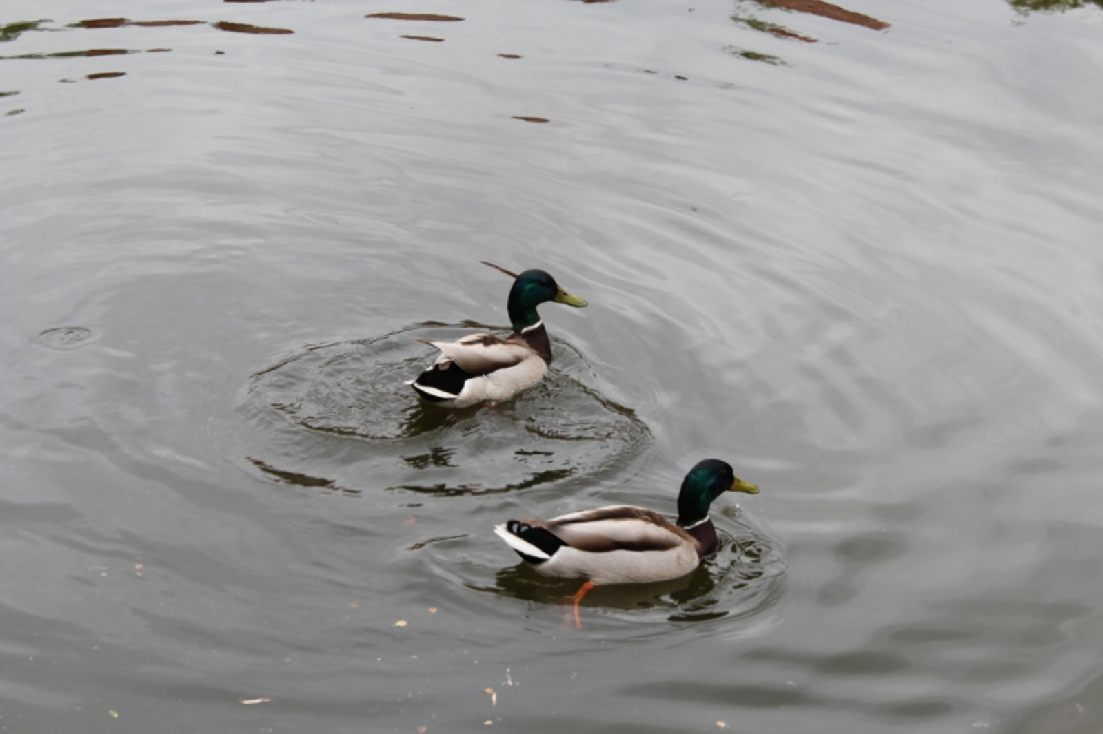 Фото автора.