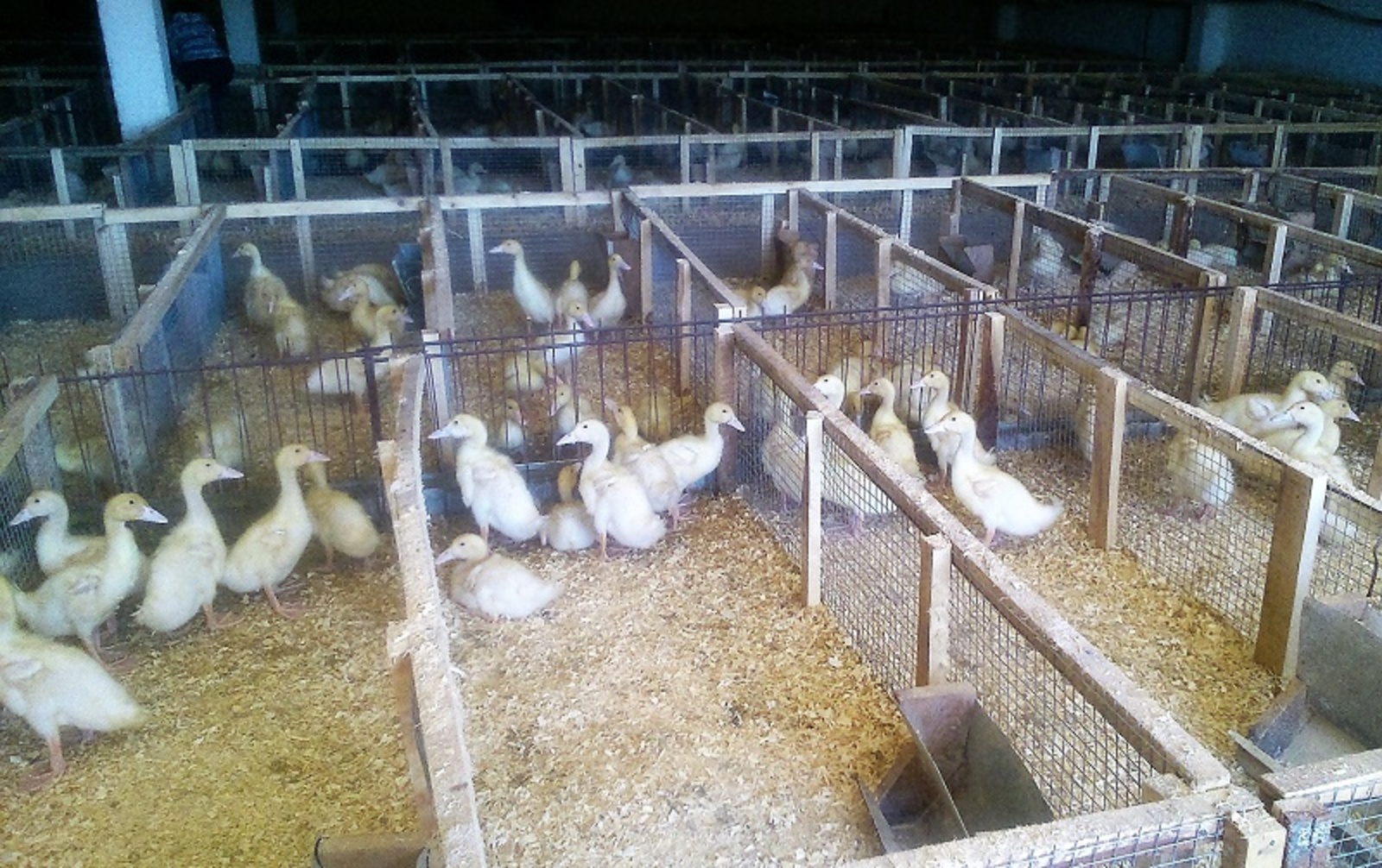 Фото предоставлено Чулпан Галиной.