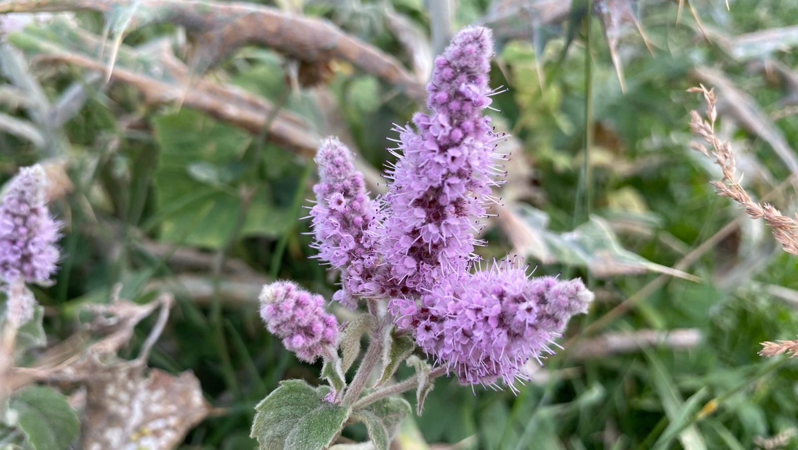 Елены Колоколовой.