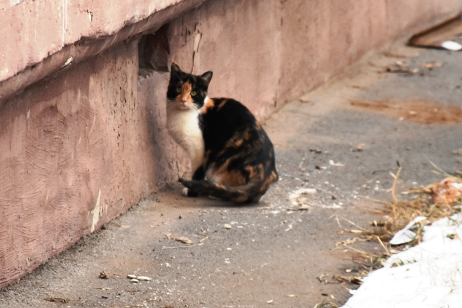 Фото Елены Колоколовой.