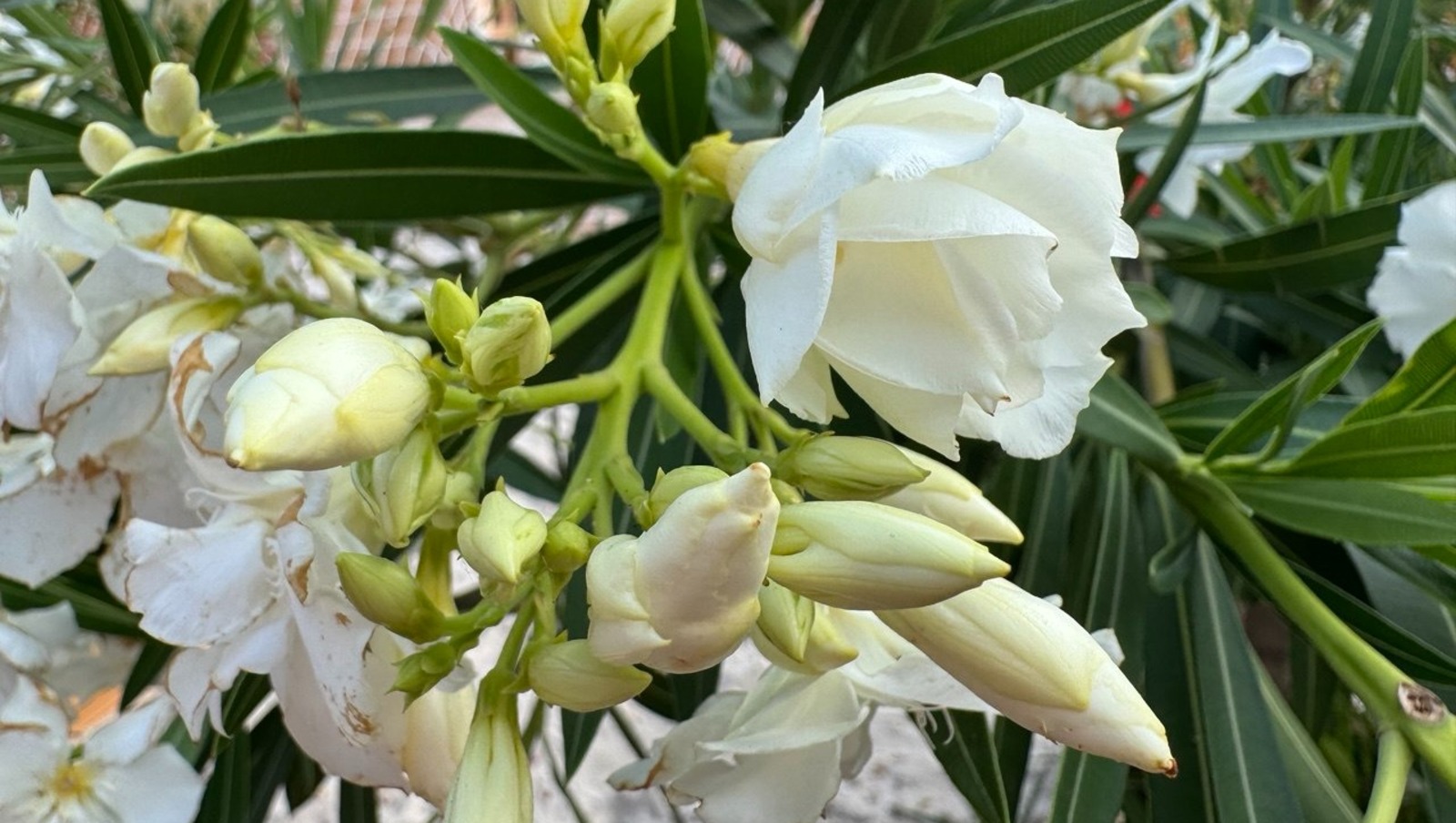 Елены Колоколовой.