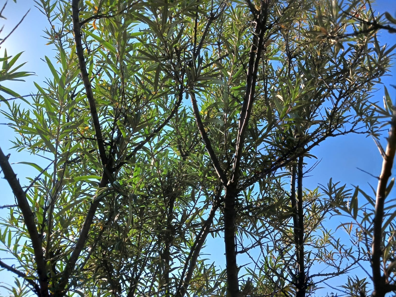 Васили Саитовой.