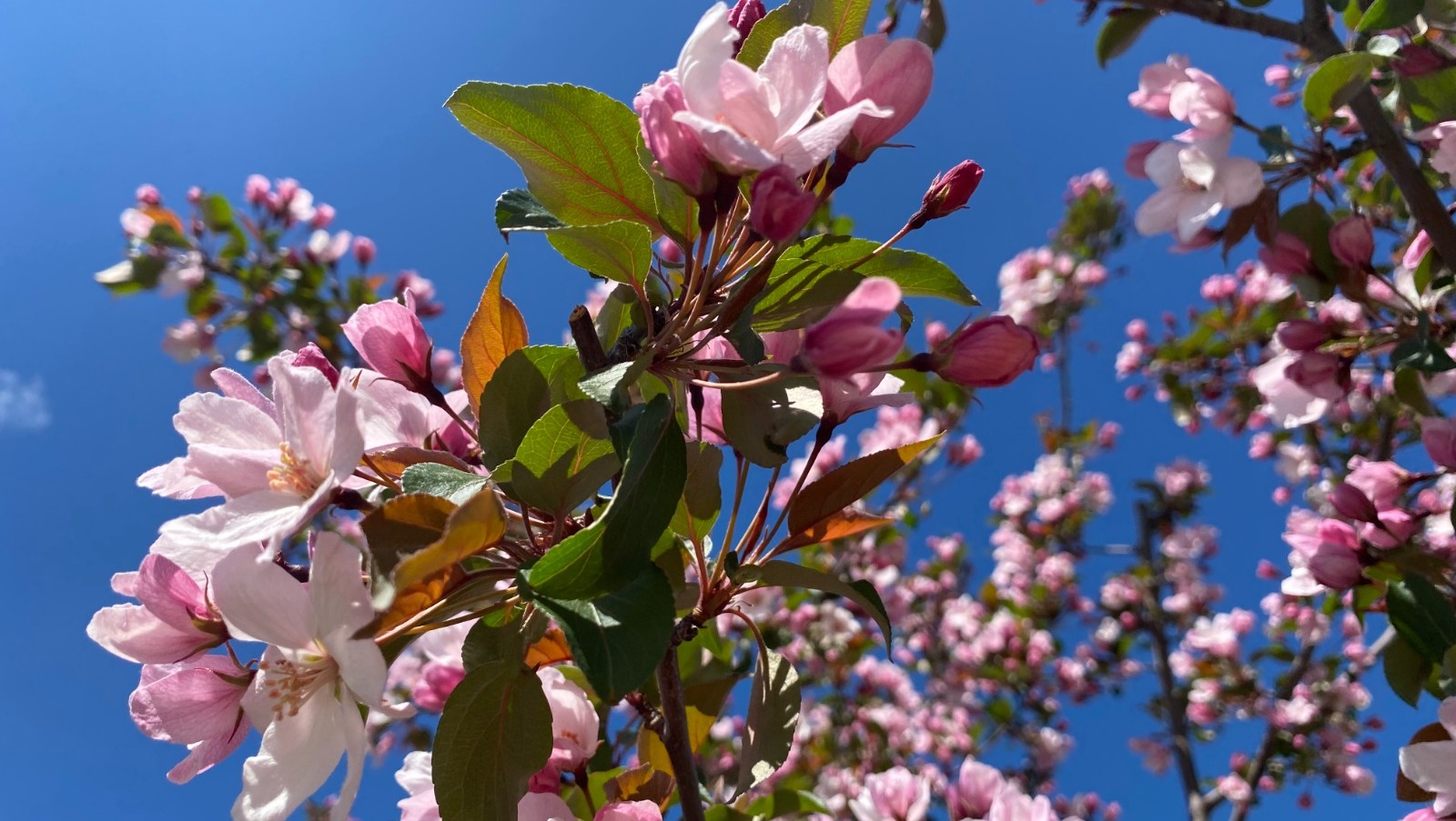 Елены Колоколовой.