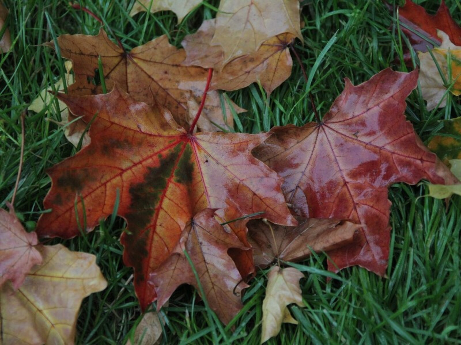 Фото Олега Яровикова.