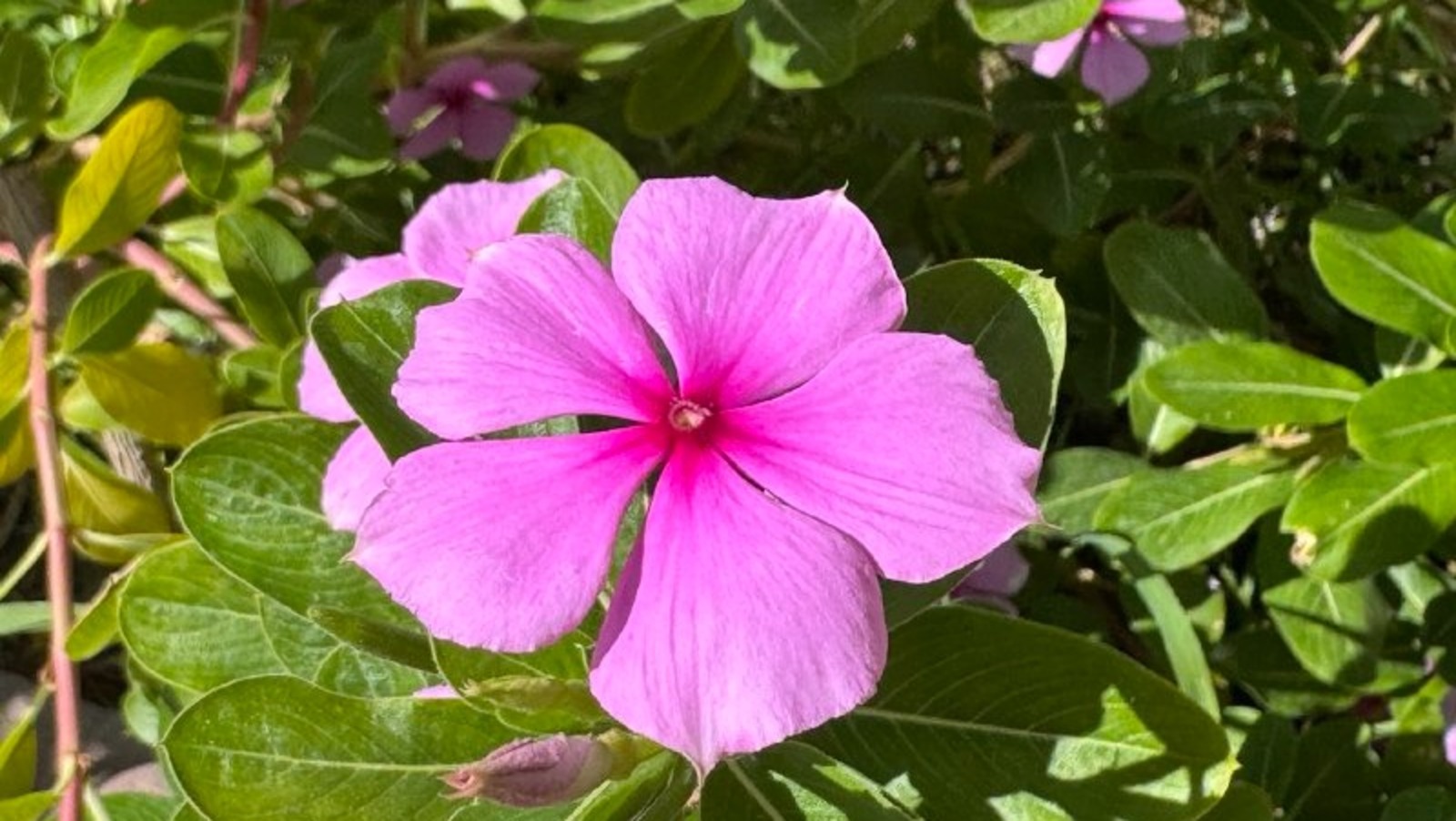 Елены Колоколовой. «Общественная электронная газета».