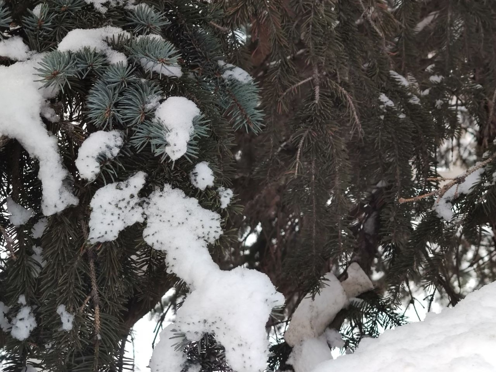 Дарьи Свяохиной. «Общественная электронная газета»