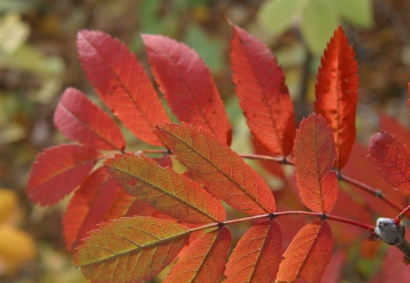 Фото Олега Яровикова.