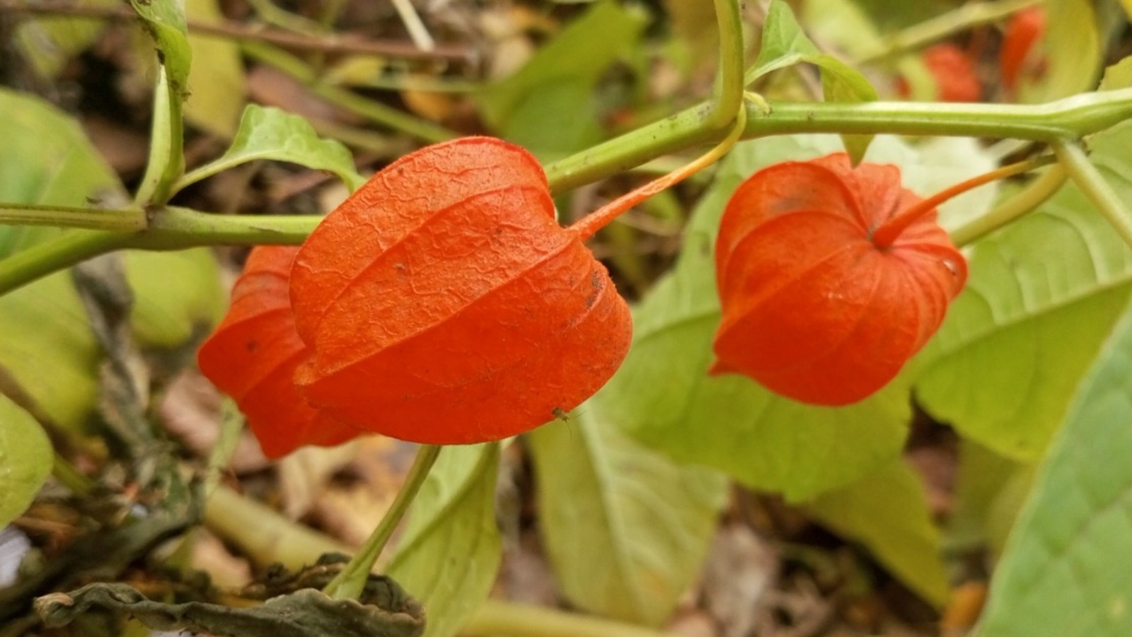 Евгении Сюткиной. "Общественная электронная газета".
